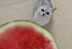 六一节吃瓜,欢乐六一，瓜果飘香共享童年时光