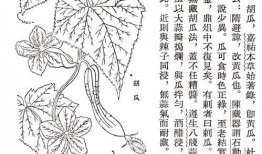 吃瓜死亡的古人,揭秘吃瓜致死的历史人物之谜